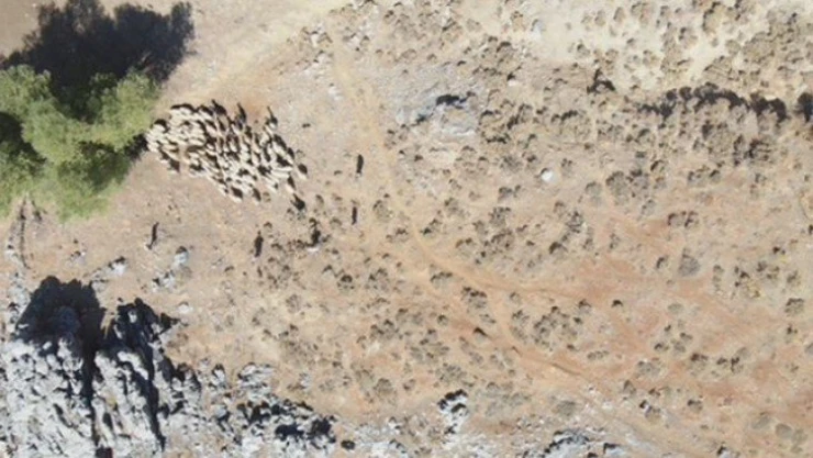 Kayıp sürü drone ile bulundu