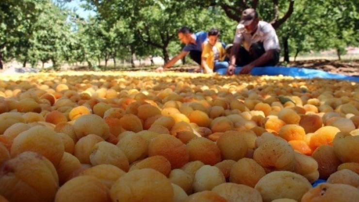 Kayısı da ihracat düştü, gelir yükseldi