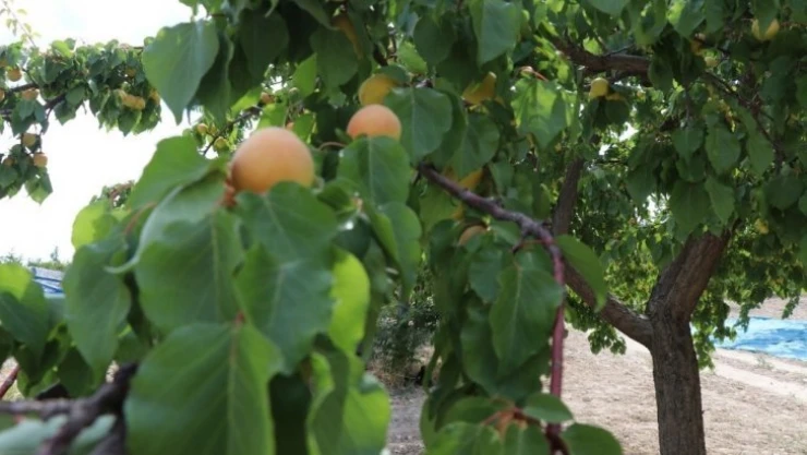 Kayısı hasadı başladı