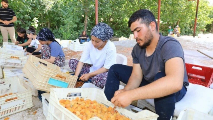 Kayısı hasadında bayram sonrası yoğun mesai