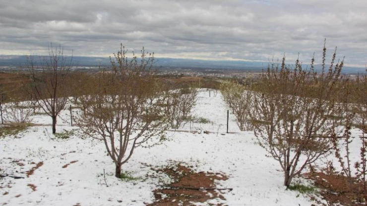 Kayısıda hasar tespit çalışmaları başladı