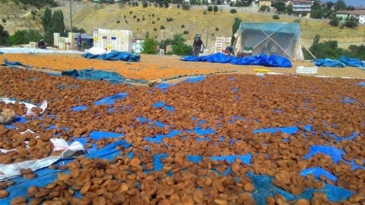 Kayısının fiyatı katlandı