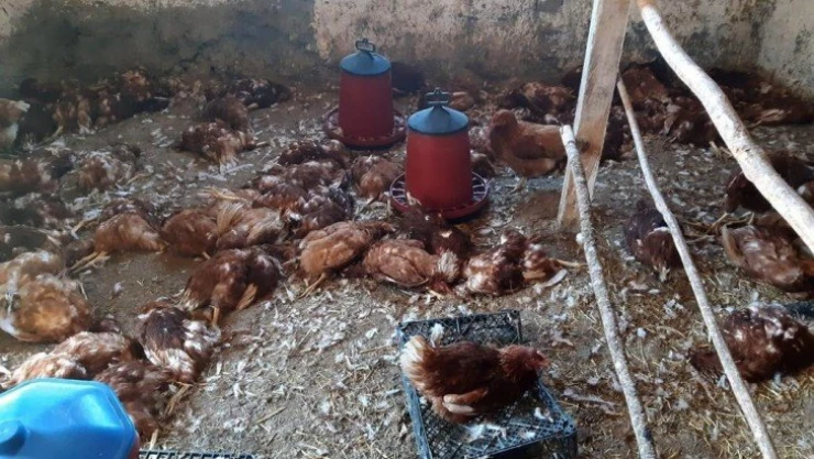 Köpekler 280 tavuğu parçaladı