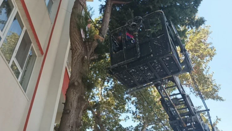 Köpekten kaçarak ağaçta mahsur kalan kediyi itfaiye kurtardı