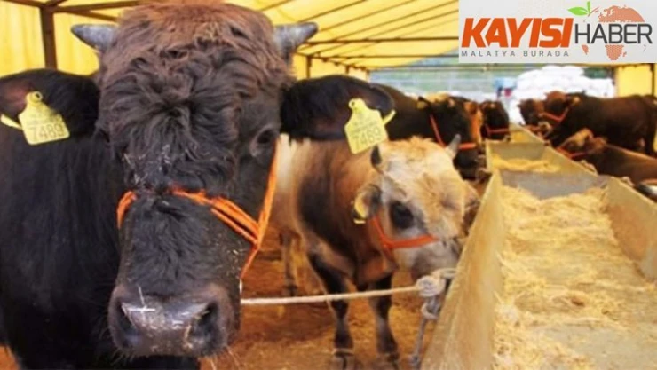 Kurban pazarlarındaki tehlike