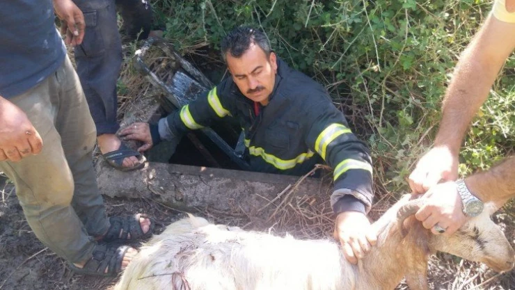 Kuyuya düşen keçiyi itfaiye ekipleri kurtardı
