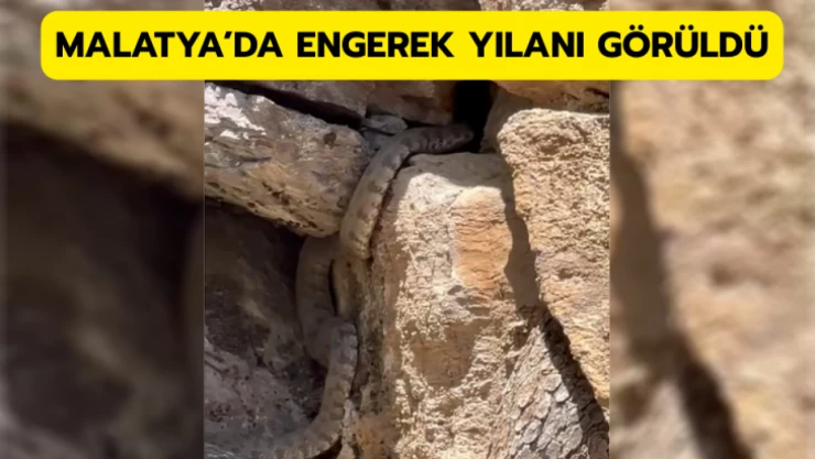 Malatya'da engerek yılanı görüldü