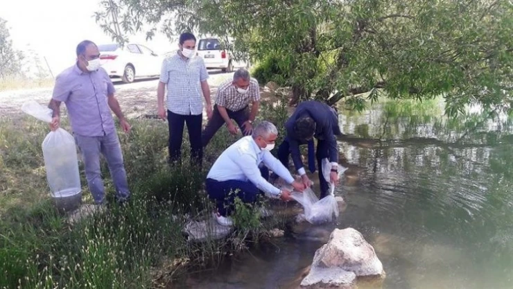 Malatya'da göletlere 50 bin balık bırakıldı