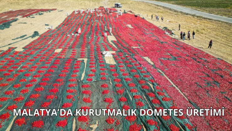 Malatya'da kurutmalık domates üretimi