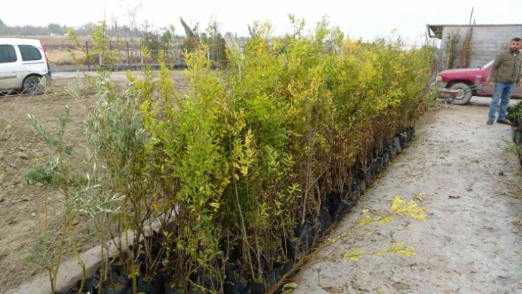 Yılda 4 milyon fidan üretimi