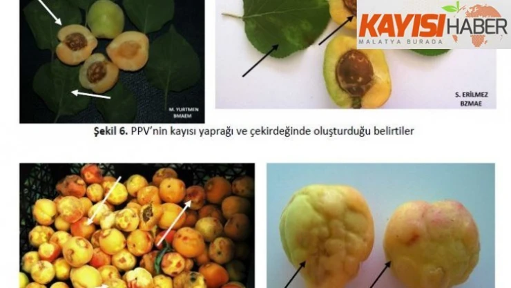 Malatya'da meyve üreticilerine şarka virüsü uyarısı