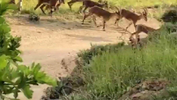 Malatya'da yaban keçileri sürü halinde görüntülendi