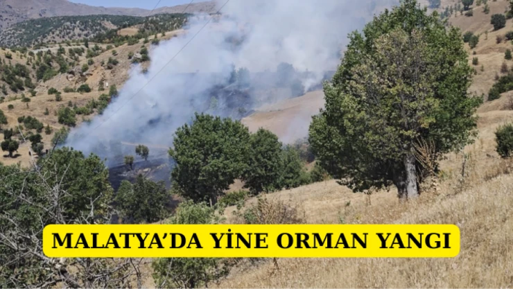 Malatya'da yine orman yangını