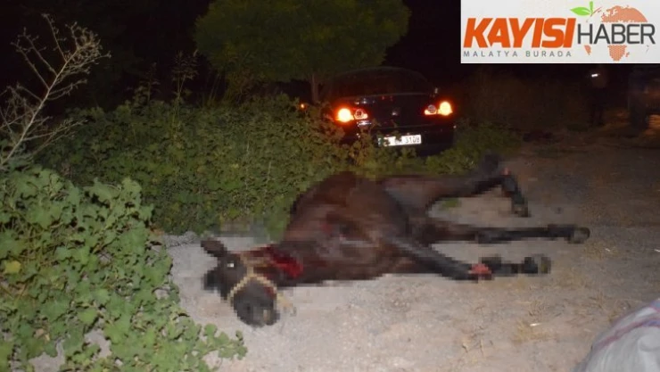 Malatya'da yola fırlayan yarış tayları telef oldu