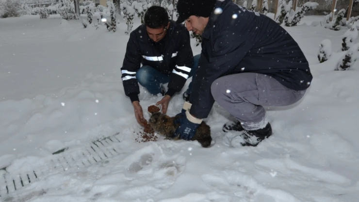 Sokak hayvanları unutulmadı