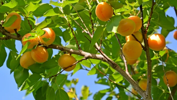 Kayısı sigortalatmak için son gün 28 Şubat