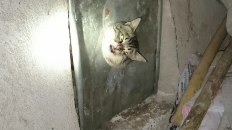 Haylaz kedinin yardımına itfaiye yetişti