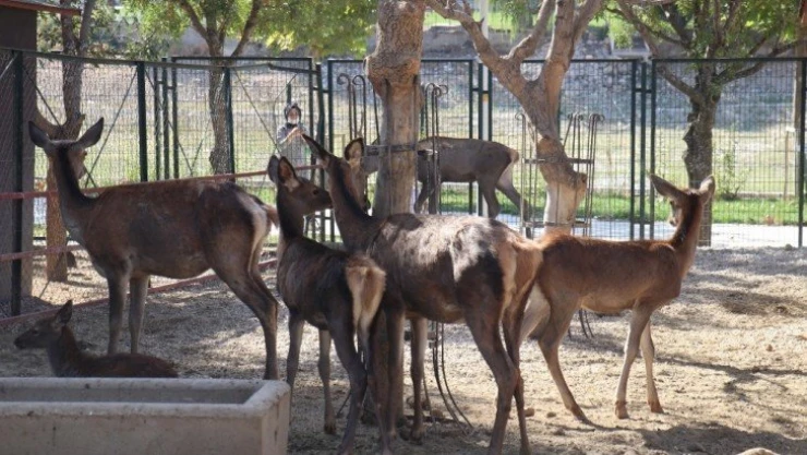 Malatya Hayvanat Bahçesi 7 ay sonra kapılarını yeniden açtı