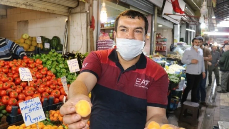 Malatya kayısısı tezgahlara geldi
