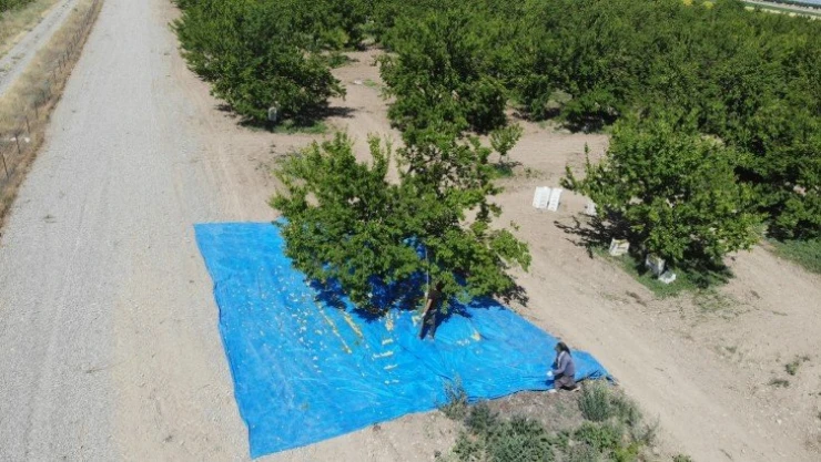 Zorlu kayısı mesaisi başladı