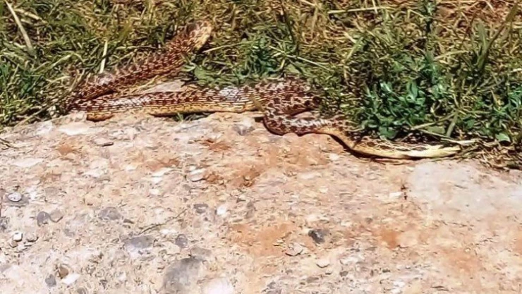 Mezrada görülen yılanlar korkuttu