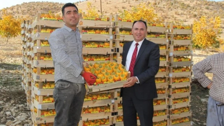 Müdür Alan, hurma hasadını yerinde gördü