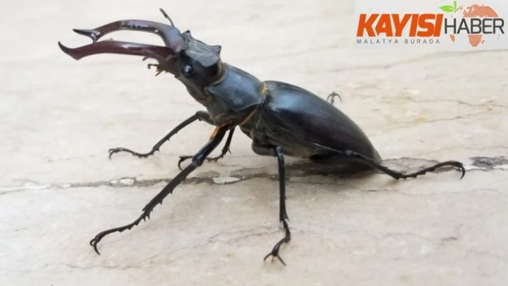 Nadir görülen 'Geyik Böceği' Elazığ'da görüntülendi