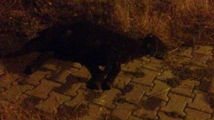 Otomobilin çarptığı koyunlar telef oldu