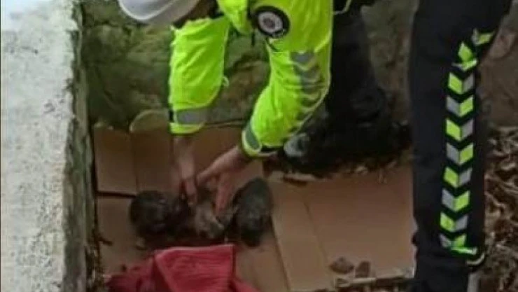 Polisten donmak üzere olan yavru köpeklere şefkat eli