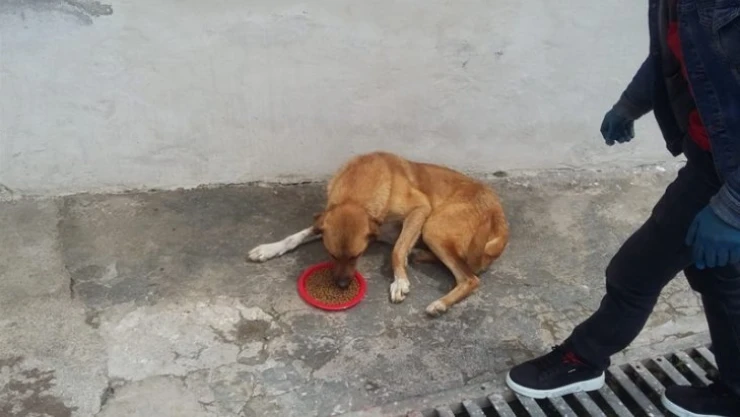 Pütürge'de sokak hayvanları unutulmadı