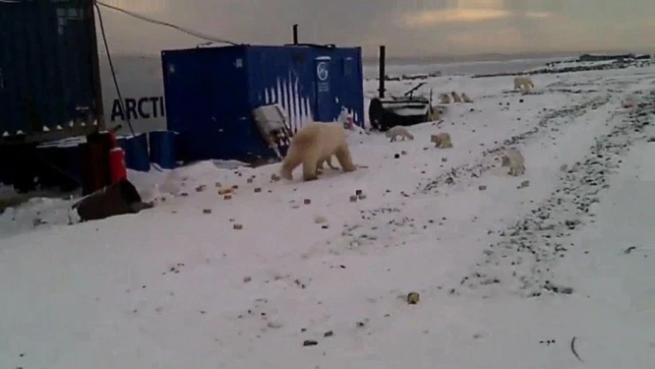 Rusya'da şantiyelere inen kutup ayıları paniğe neden oldu