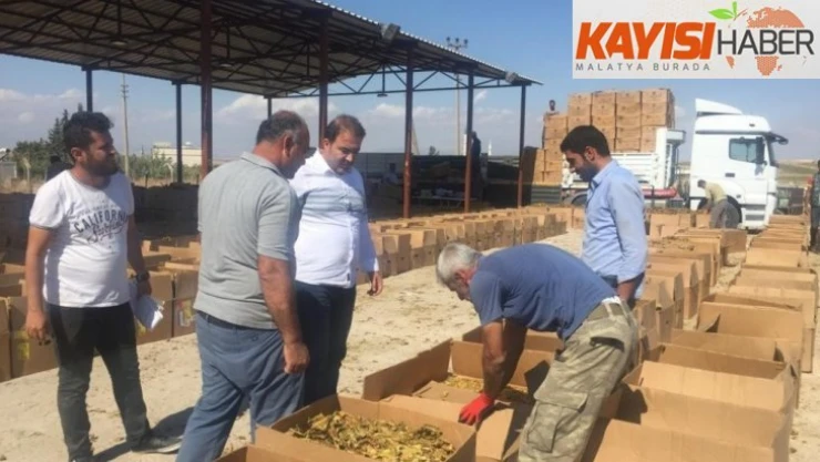 Samsat'ta tütün alımları yeniden başladı