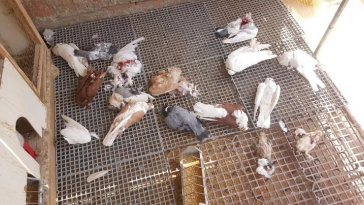 Sansar 21 güvercini parçaladı