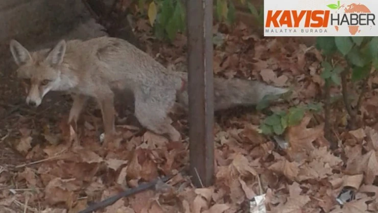 Şehre inen tilki doğaya bırakıldı