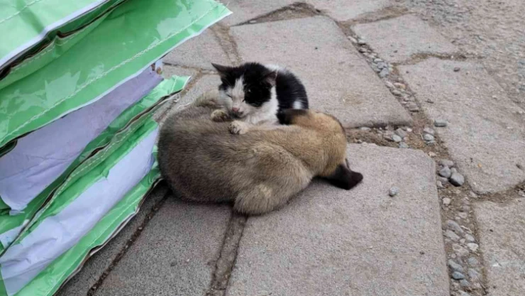 Soğuktan üşüyen kedi ile köpeğin dayanışması yürekleri ısıttı