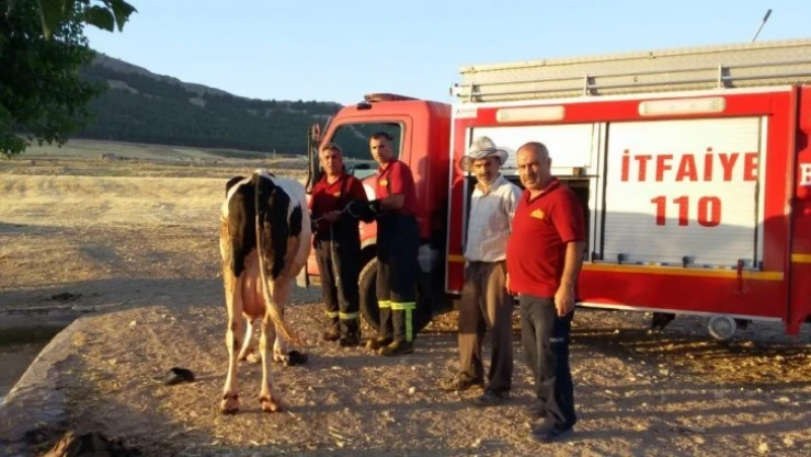 Sulama havuzuna düşen ineği itfaiye kurtardı