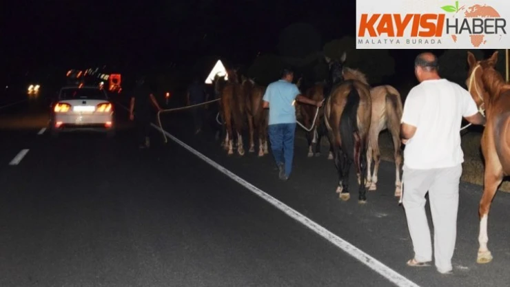 Sultansuyu Harası'ndan kaçan tayların tamamı bulundu
