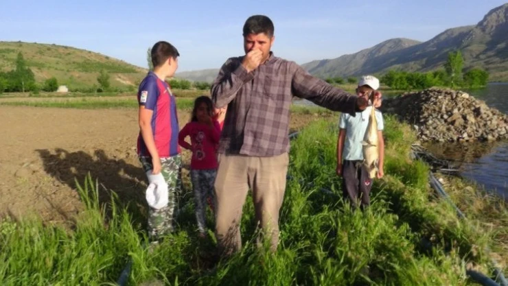 Sürgü Barajı'nda korkutan balık ölümleri