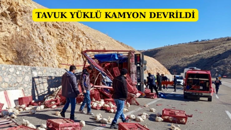 Tavuk Yüklü Kamyon Devrildi