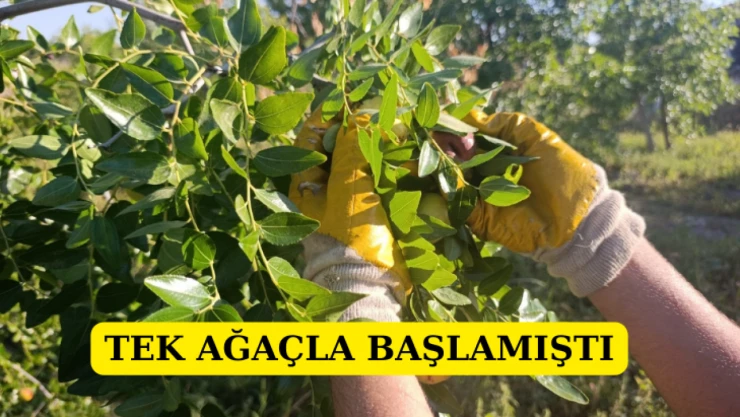 Tek ağaçla başlamıştı