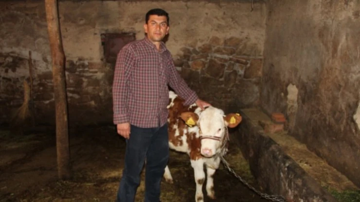 Tek geçim kaynağı olan inekleri çalındı