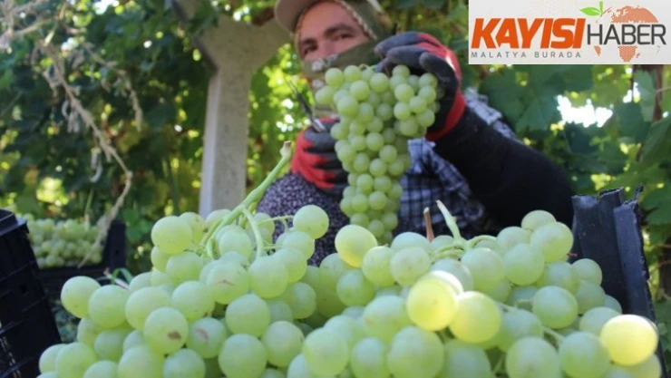 Tescilli üzümde hasat zamanı