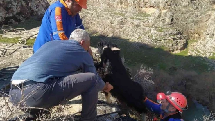 Uçurumda mahsur kalan keçileri AFAD kurtardı