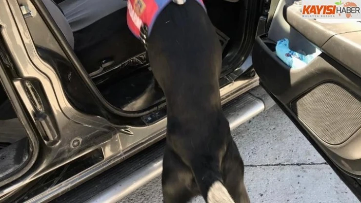 Uyuşturucu tacirleri Narkotik Köpeği 'Salgın'a takıldı