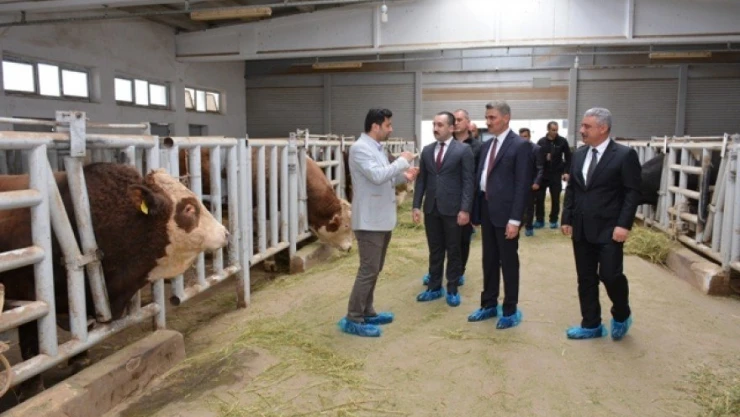 Vali Baruş, Sultansuyu'nda incelemelerde bulundu