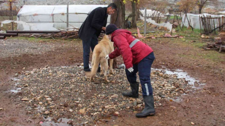 Yaban hayvanlarının ısırdığı köpek kuduz çıktı
