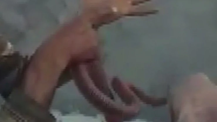 Yakaladığı yılana elini ısırttı