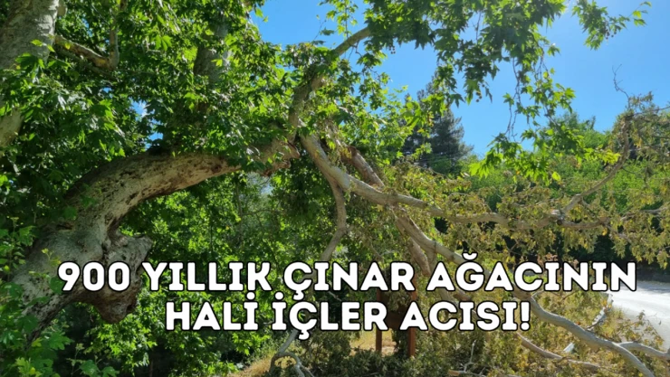 Yaklaşık 9 asırlık tarihi çınar ağacının hali içler acısı