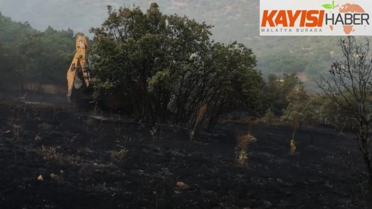 Yangında, ağaçlar zarar gördü