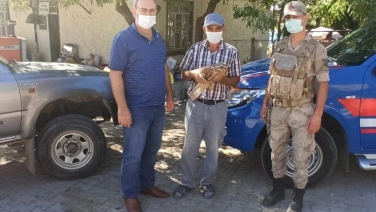 Yaralı şahin ekipleri teslim edildi